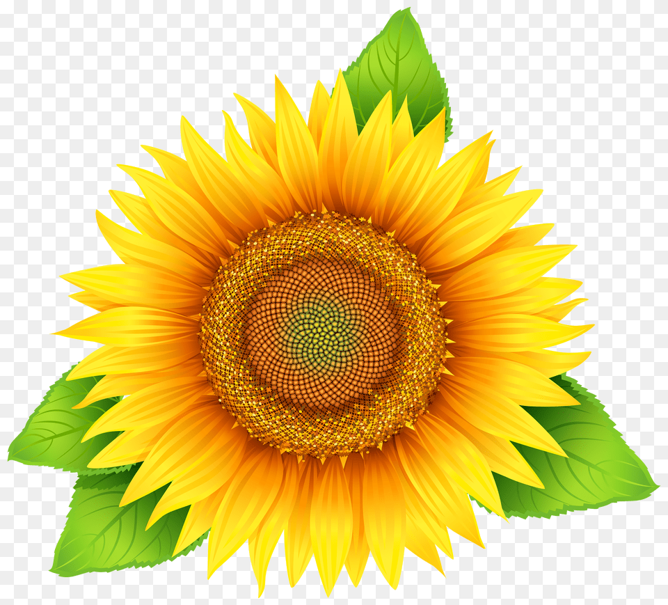 Sunflowers Free Transparent Image Sun Flower Clipart Png