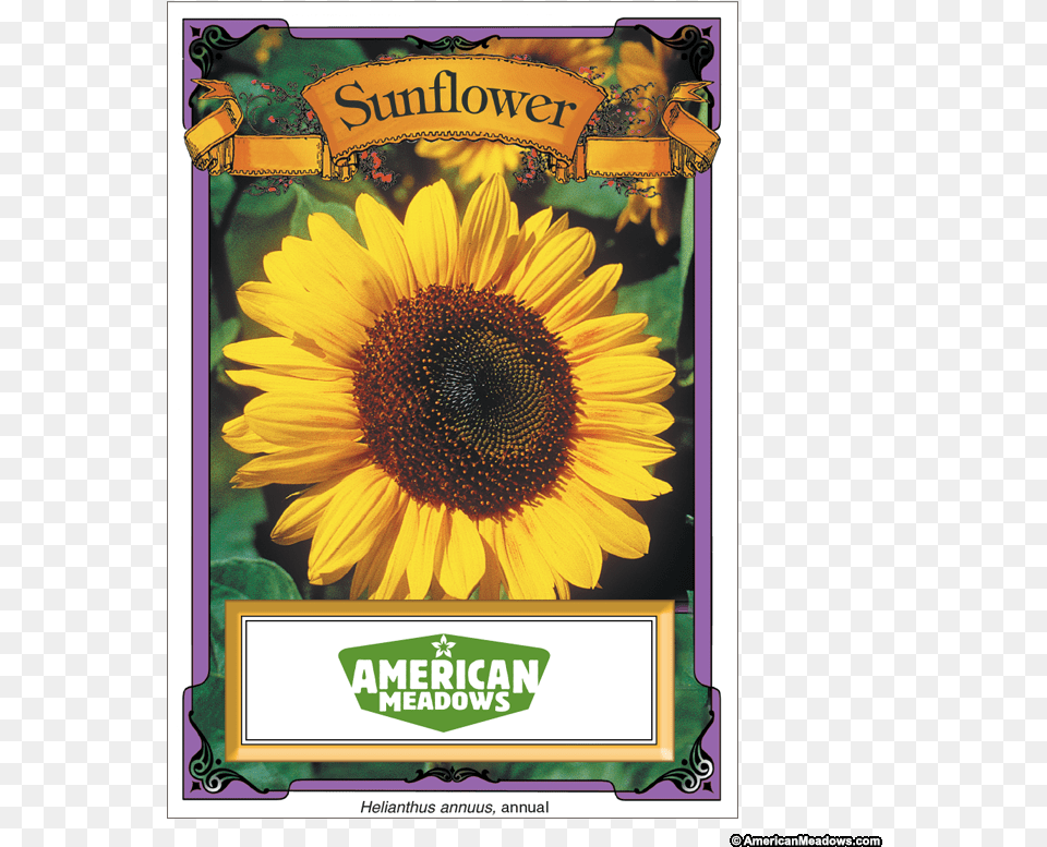 Sunflowers High Re Packet Of Seeds, Flower, Plant, Sunflower Free Transparent Png