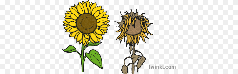 Sunflowers Illustration Twinkl Sunflower Fibonacci Mathematical Investigation, Flower, Plant Png