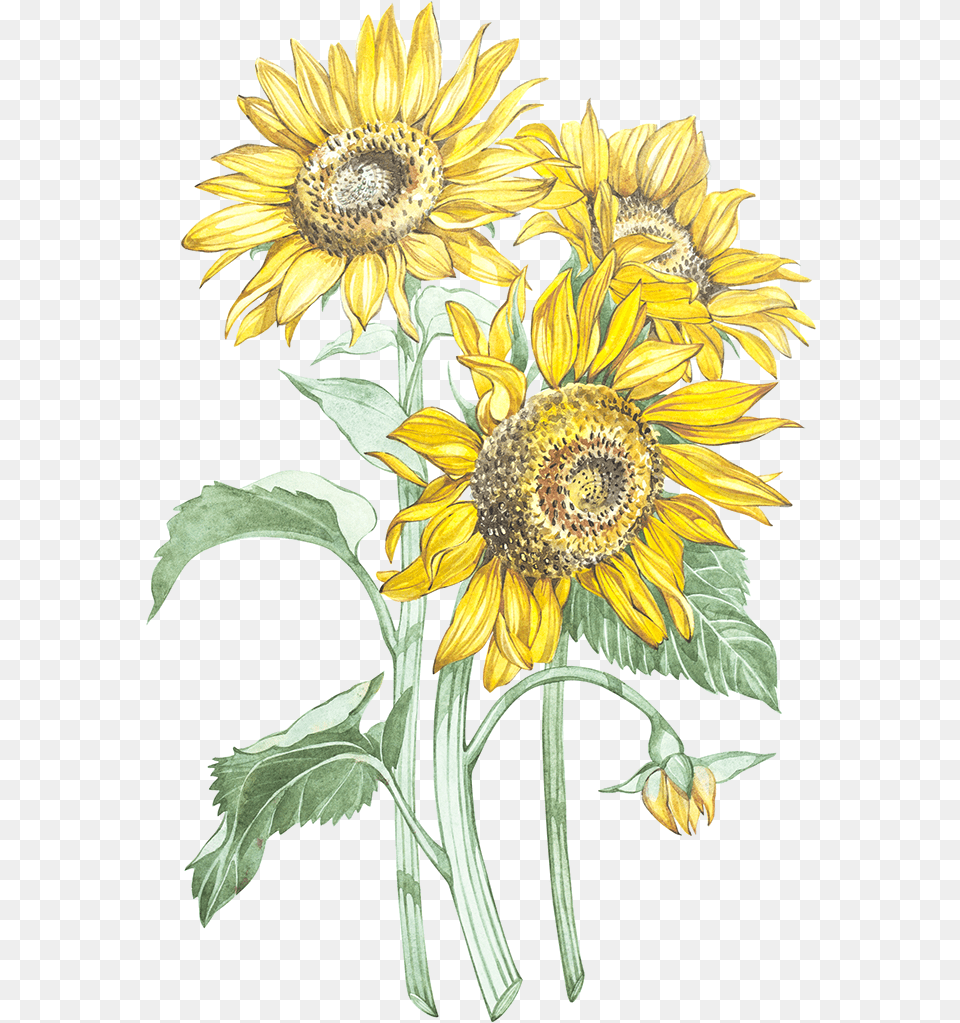 Sunflowers Ilustracin Botnica Girasol, Flower, Plant, Sunflower Free Png Download