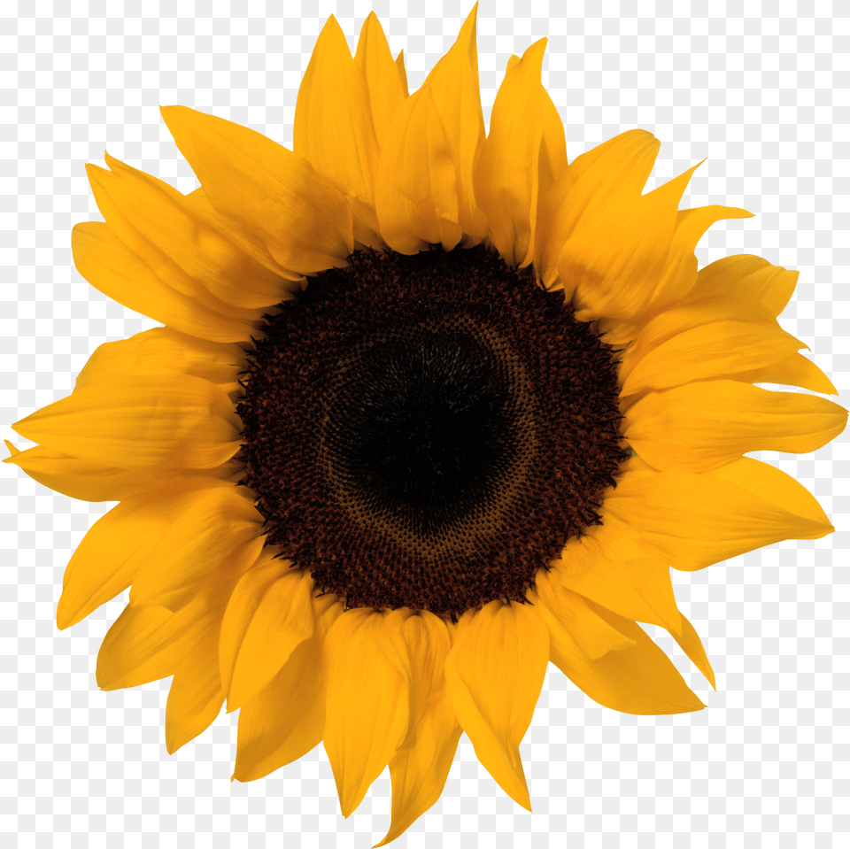Sunflowers Sunflower Clipart Background, Flower, Plant Png Image