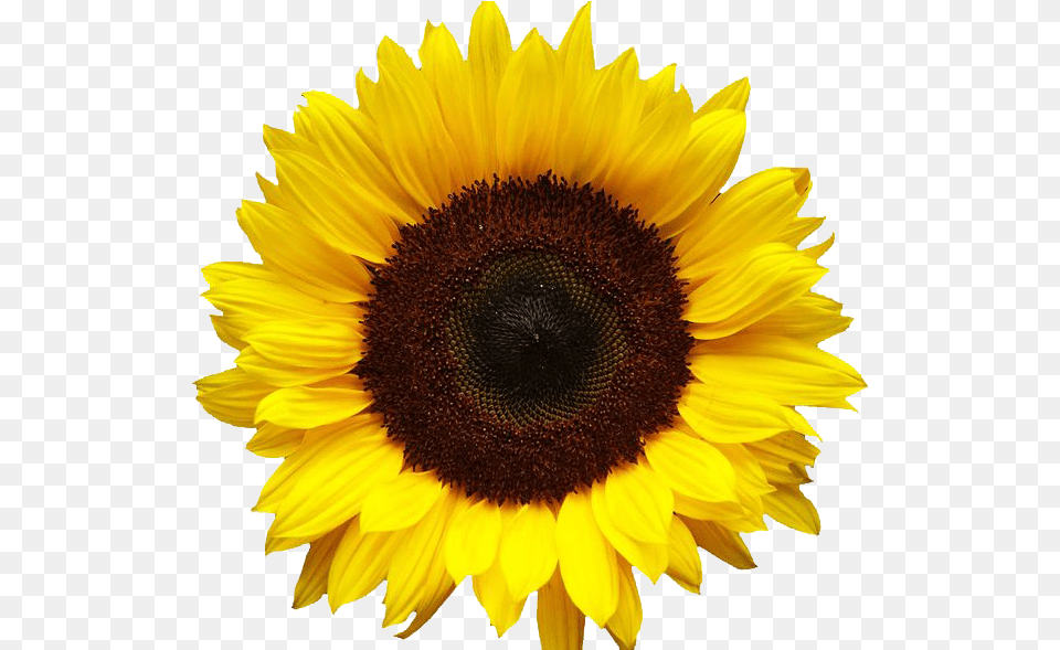 Sunflowers Image Background Sunflower, Flower, Plant Free Transparent Png