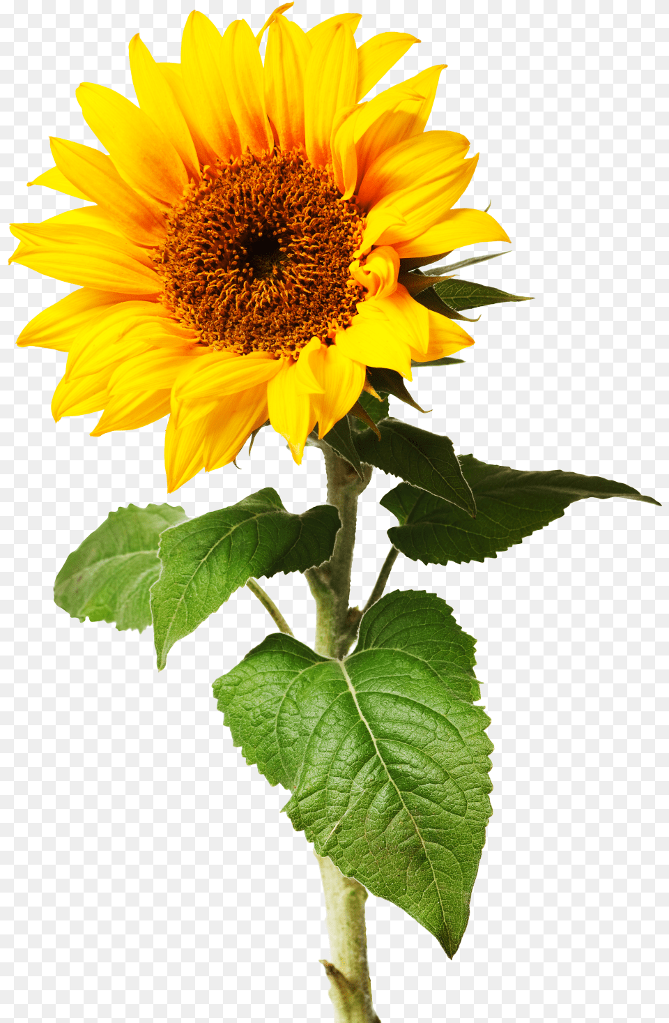 Sunflowers Individual Graphic Royalty Free Library Sometimes Things Take Time Quotes, Flower, Plant, Sunflower Png Image