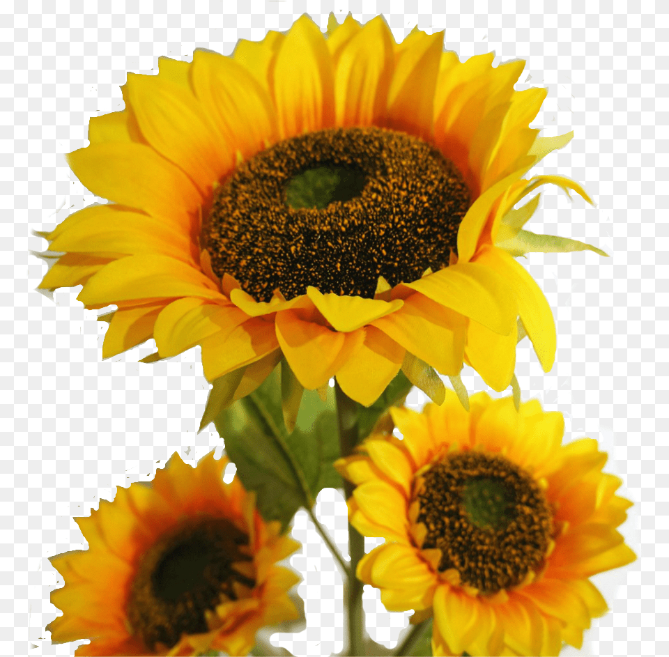 Sunflowers Leave Suraj Mukhi Ka Phool Full Size Suraj Ka Photo Download, Flower, Plant, Sunflower Free Png