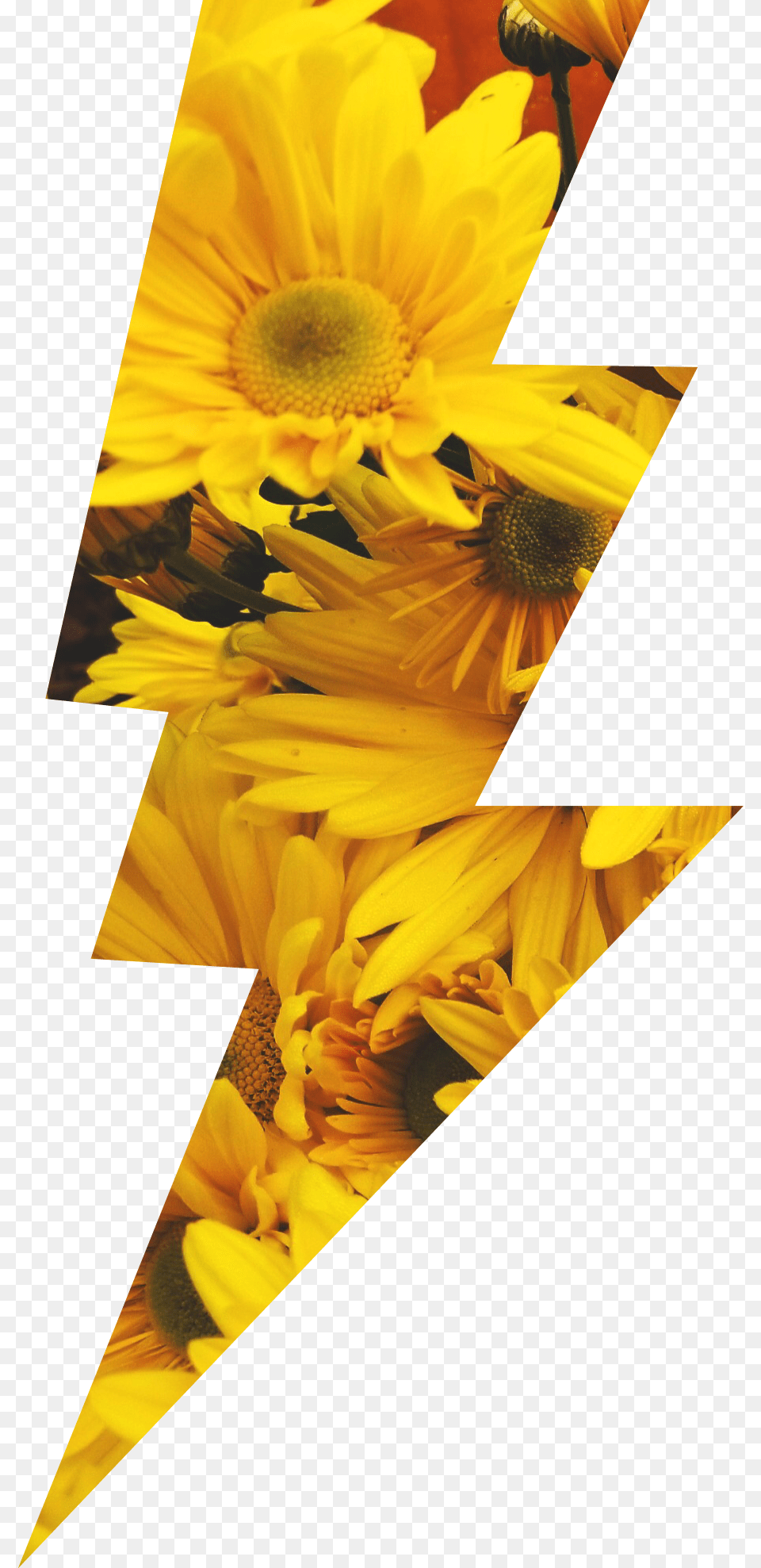 Sunflowers Lightningbolt Lightning Yellow Flowers Lightning Bolt Flower, Petal, Plant, Sunflower, Daisy Png Image