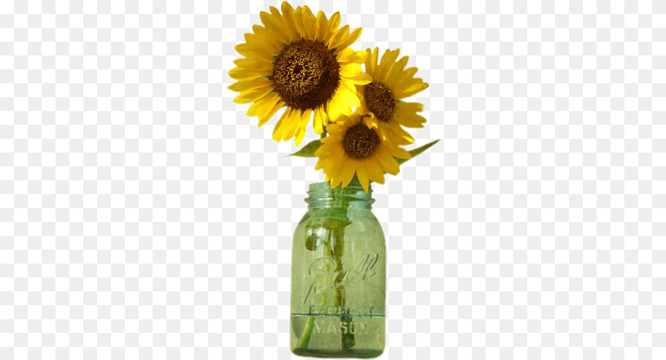 Sunflowers Mason Jar Jar Sunflowers, Flower, Plant, Sunflower Free Png Download
