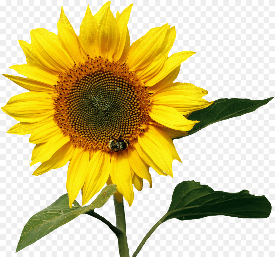 Sunflowers Pic File, Flower, Plant, Sunflower, Animal Free Transparent Png