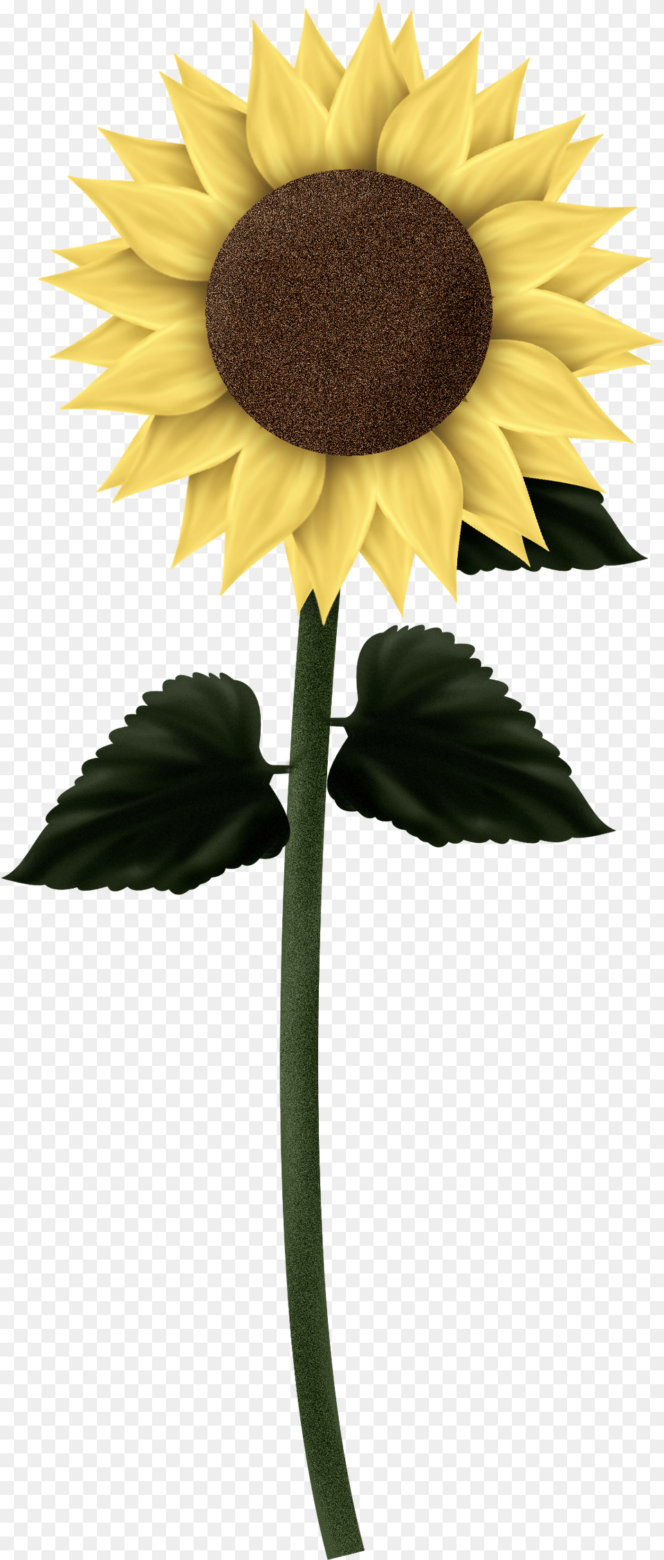 Sunflowers Sunflowers, Flower, Plant, Sunflower Free Png Download