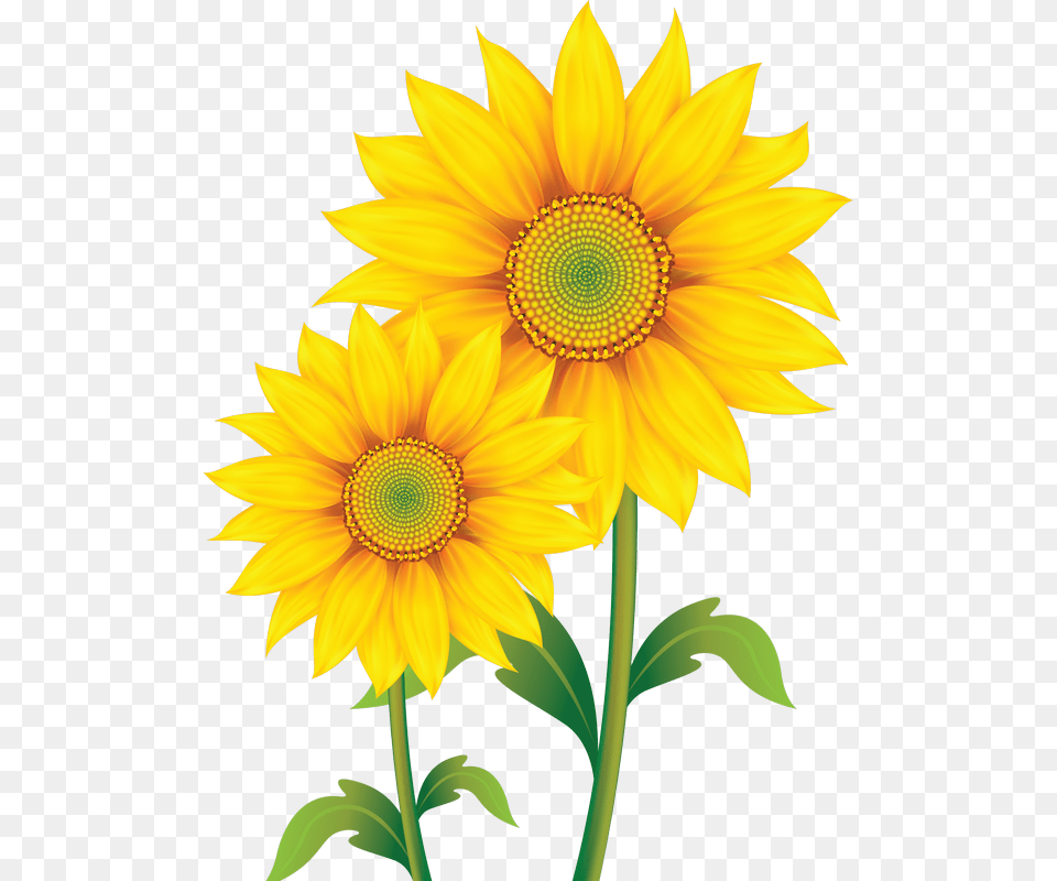 Sunflowers Simple Watercolor Picture Stock Transparent Background Sunflower Clipart, Flower, Plant Png Image
