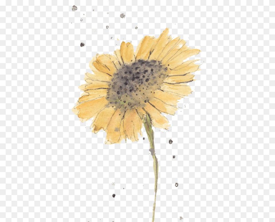 Sunflowers Simple Watercolor Watercolor Flowers For Beginners, Daisy, Flower, Petal, Plant Free Png