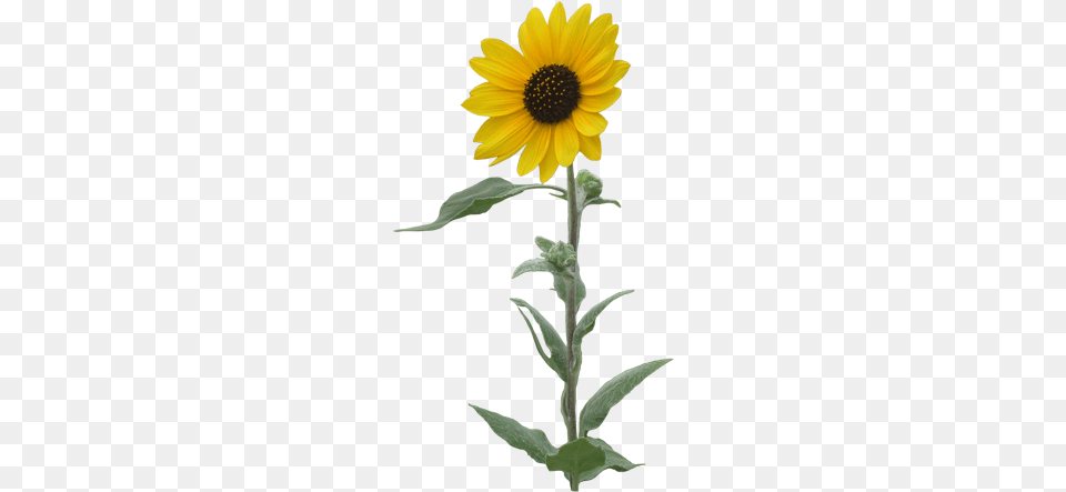 Sunflowers Single Background Sunflower Clipart, Flower, Plant, Daisy Free Transparent Png