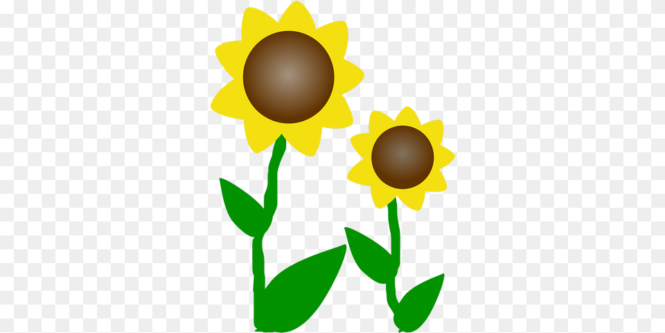 Sunflowers Sun Flowers Plant Transparent Images U2013 Clip Art Flowers, Daisy, Flower, Sunflower, Petal Png