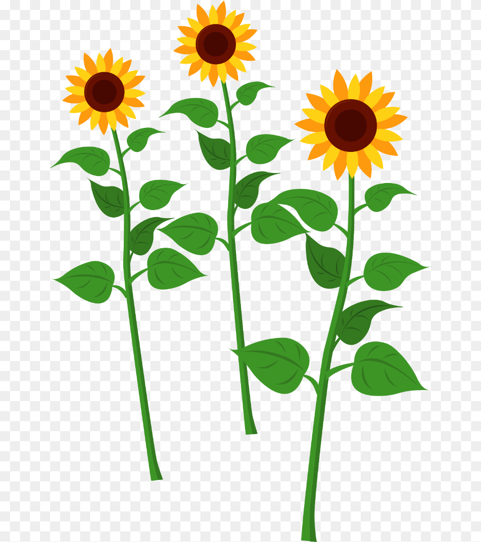 Sunflowers Sunflower Cartoon, Flower, Plant Free Png