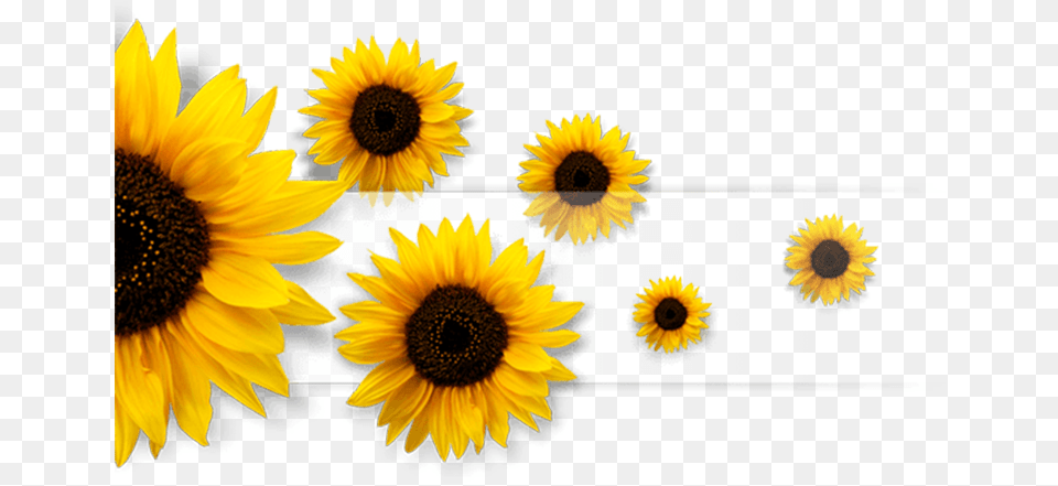 Sunflowers Sunflower Flower Flowers Multicolor Ye Kalam Jara Ruk Ruk Ke Chal, Plant, Daisy Free Png