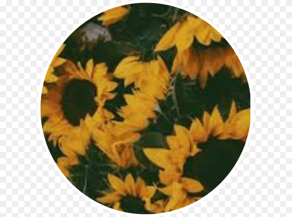 Sunflowers Sunfloweraesthetic Aesthetic Yellow, Flower, Plant, Sunflower, Petal Free Transparent Png