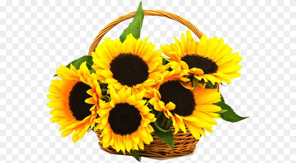 Sunflowers Sunflowers One Sunflowers In A Basket Transparent Sunflower Basket, Flower, Plant, Flower Arrangement, Flower Bouquet Png