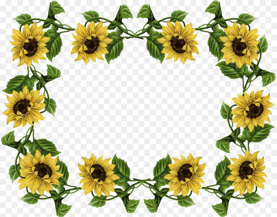 Sunflowers Translucent U0026 Clipart Sunflower Frame, Flower, Plant Free Transparent Png