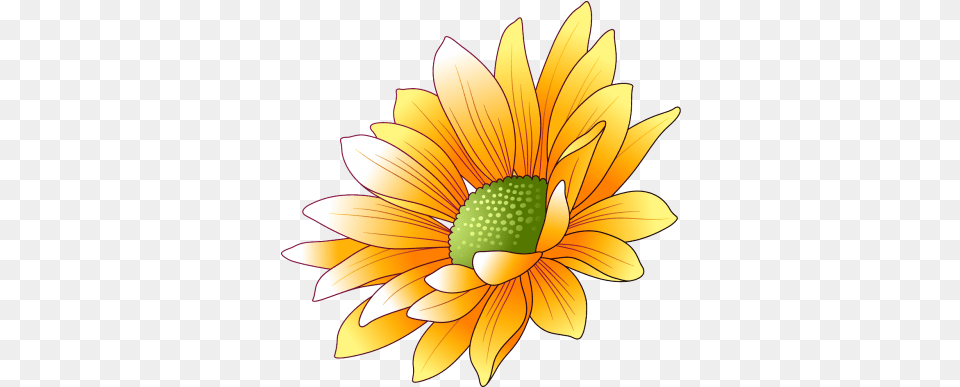 Sunflowers Transparent Clip Art, Daisy, Flower, Petal, Plant Png Image
