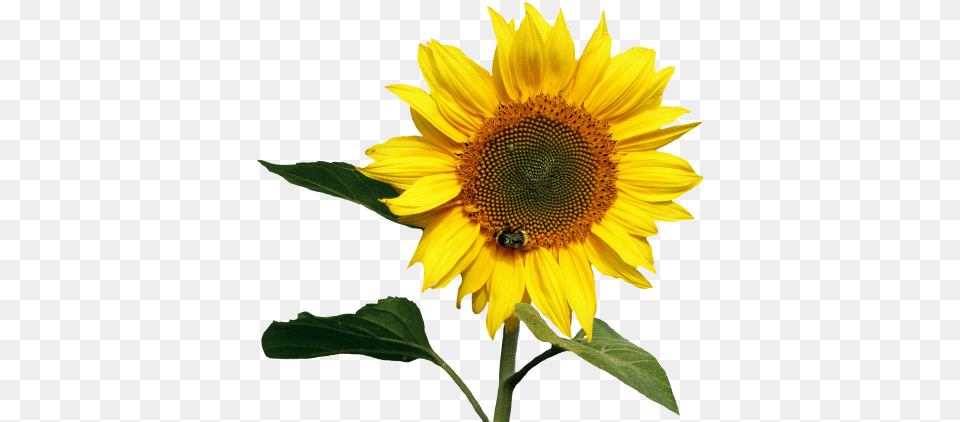 Sunflowers Images, Flower, Plant, Sunflower, Animal Free Transparent Png