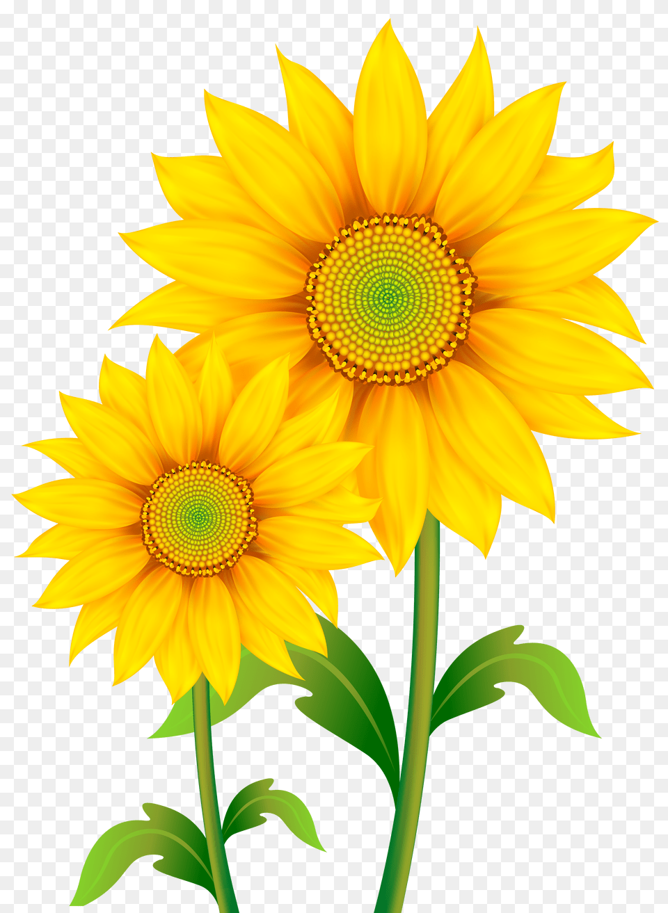 Sunflowers Transparent Images All Sun Flower Clipart Png