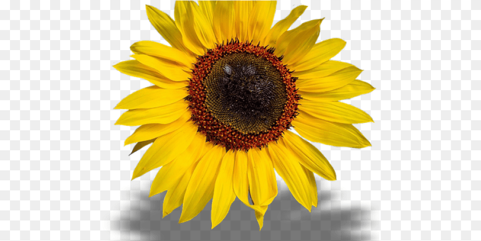 Sunflowers Transparent Poster, Flower, Plant, Sunflower Png