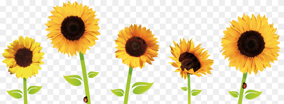Sunflowers Transparent Sunflowers Images, Flower, Plant, Sunflower Free Png