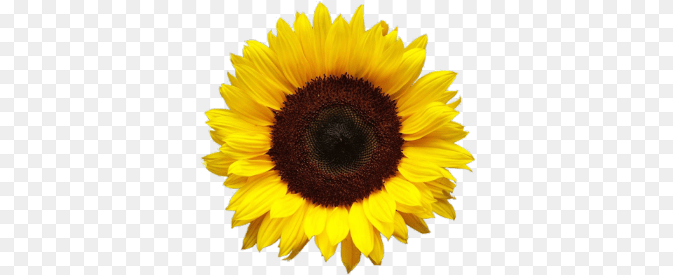 Sunflowers Tumblr U0026 Tumblrpng Background Sunflower Icon, Flower, Plant Free Transparent Png