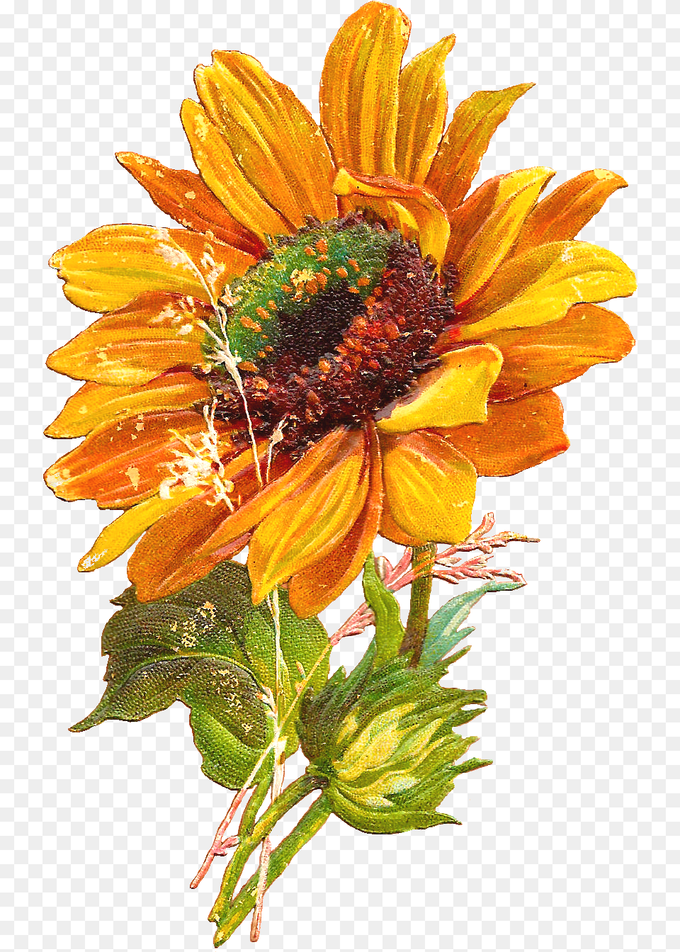 Sunflowers Vector Hello Sunflower Vector Flower, Plant, Daisy, Pollen Free Transparent Png