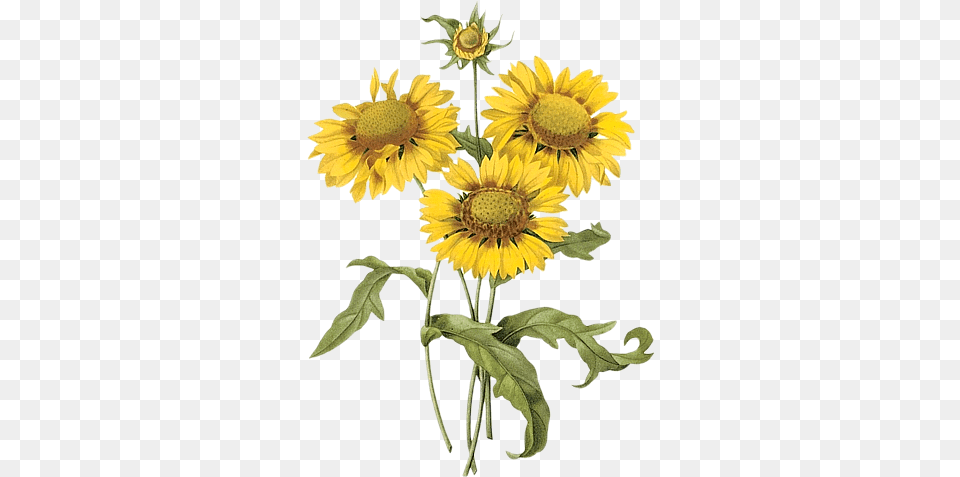 Sunflowers Watercolor Transparent Botanical Illustration Yellow Flower, Plant, Sunflower, Daisy Free Png Download