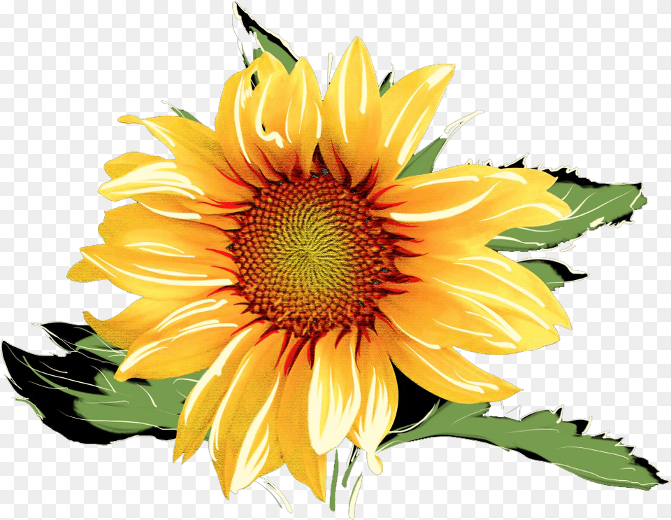 Sunflowers Watercolor Watercolor Sunflower Background, Flower, Plant Free Transparent Png