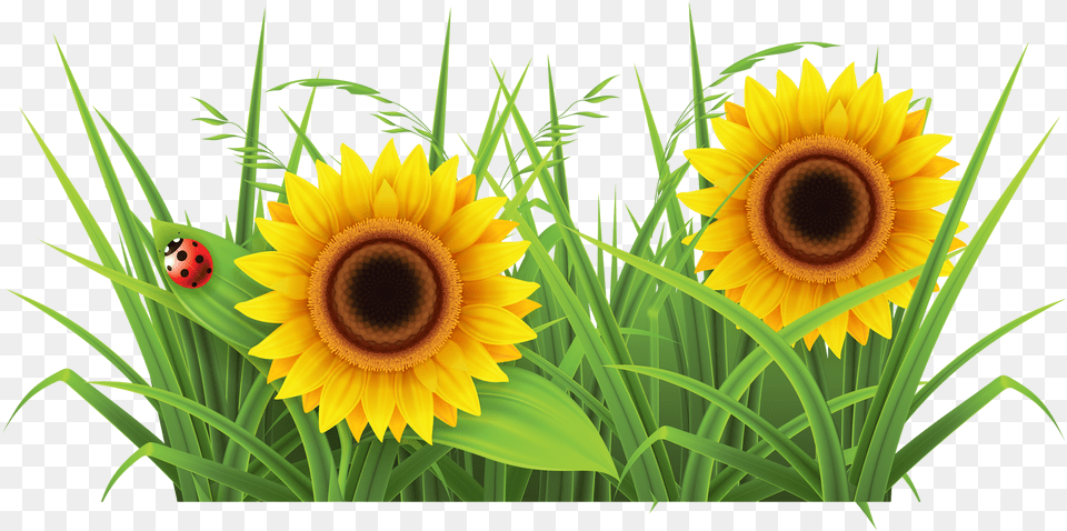 Sunflowr With Grass Background Grass Clipart, Flower, Plant, Sunflower Png