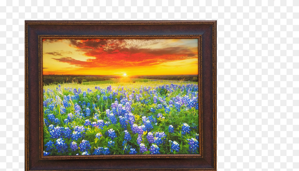 Sunny Days Of Blue Bonnets Bluebonnets Texas Sunset, Art, Painting, Outdoors, Nature Png Image