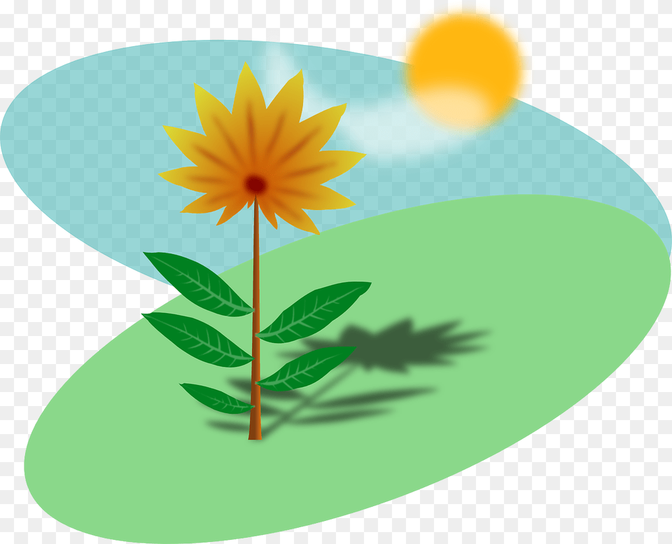 Sunny Field With A Flower Plants With Sunlight Clipart, Daisy, Leaf, Plant, Petal Free Transparent Png