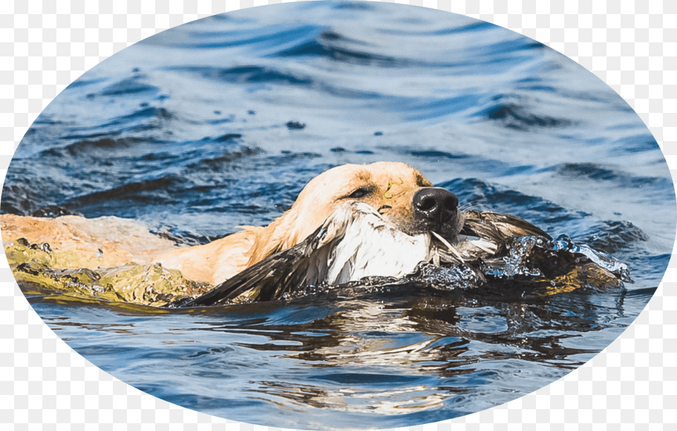 Sunny Skies Labradors Labrador Retriever, Water Sports, Water, Swimming, Sport Png Image
