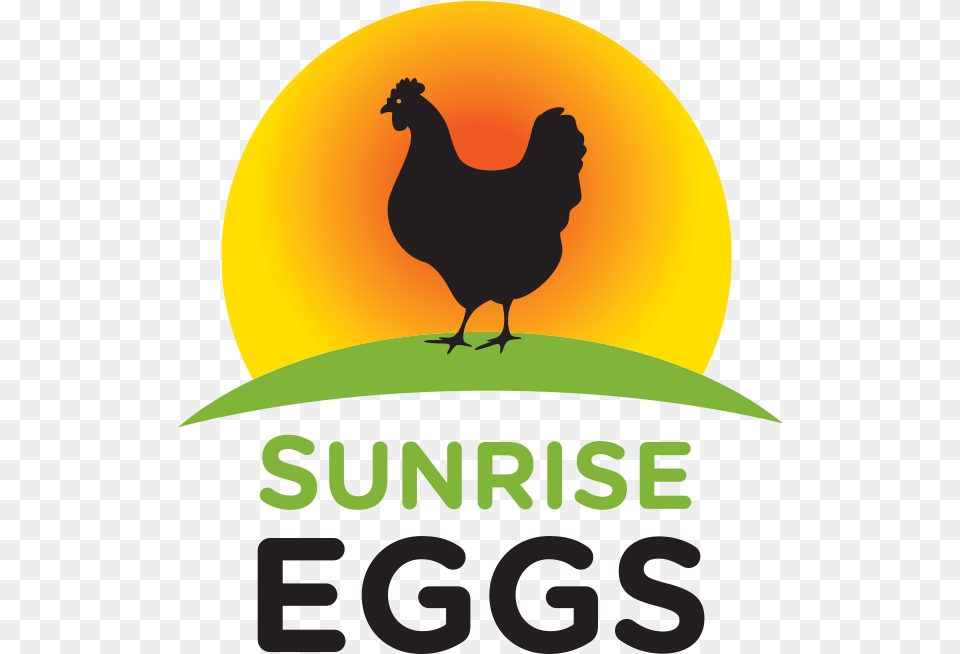 Sunrise Eggs Sun Rise, Animal, Bird, Chicken, Fowl Free Transparent Png