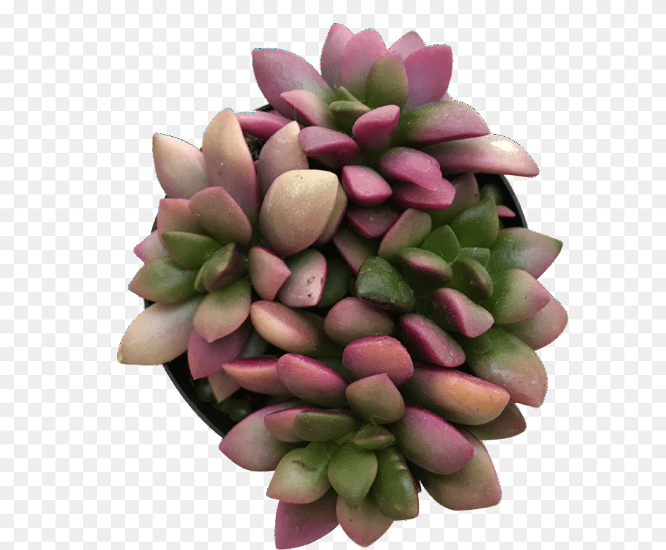 Sunrise Pachyphytum, Sprout, Bud, Dahlia, Flower Free Transparent Png