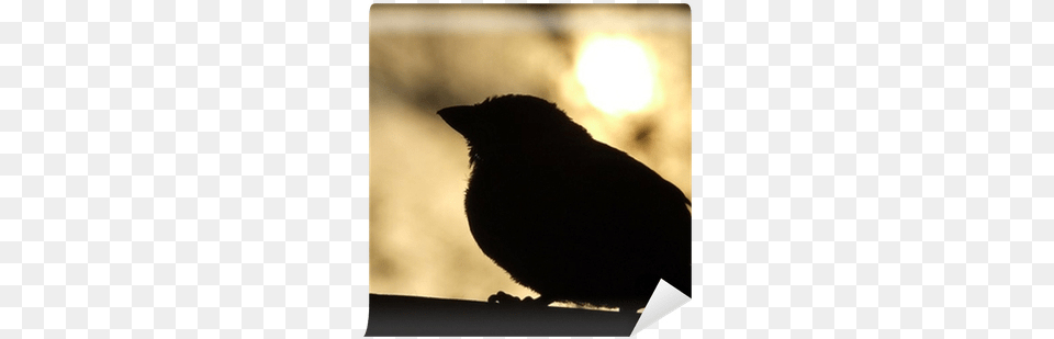 Sunset, Silhouette, Animal, Bird, Blackbird Png Image
