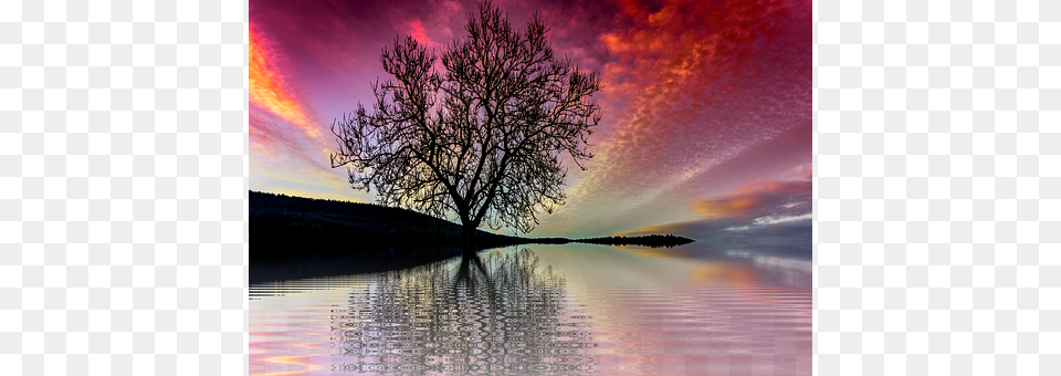 Sunset Sky, Tree, Scenery, Plant Free Png Download