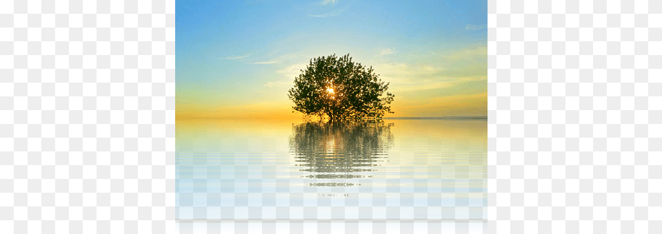 Sunset Scenery, Tree, Landscape, Nature Free Png