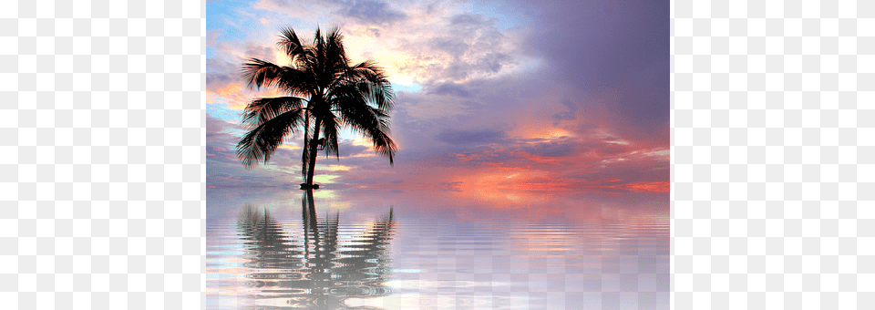 Sunset Nature, Outdoors, Palm Tree, Plant Free Transparent Png