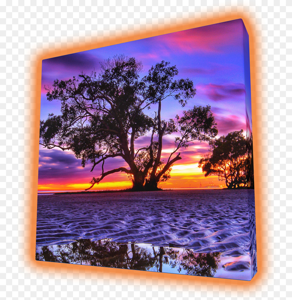 Sunset, Scenery, Plant, Outdoors, Nature Png Image