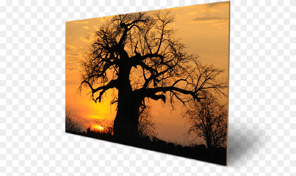 Sunset Baobab Tree In Tanzania African Forest Silhouette, Nature, Sunlight, Sky, Plant Free Transparent Png