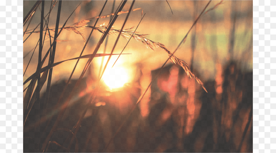 Sunset Il Libro Delle Vergini Favola Sentimentale Racconto, Flare, Grass, Light, Nature Png
