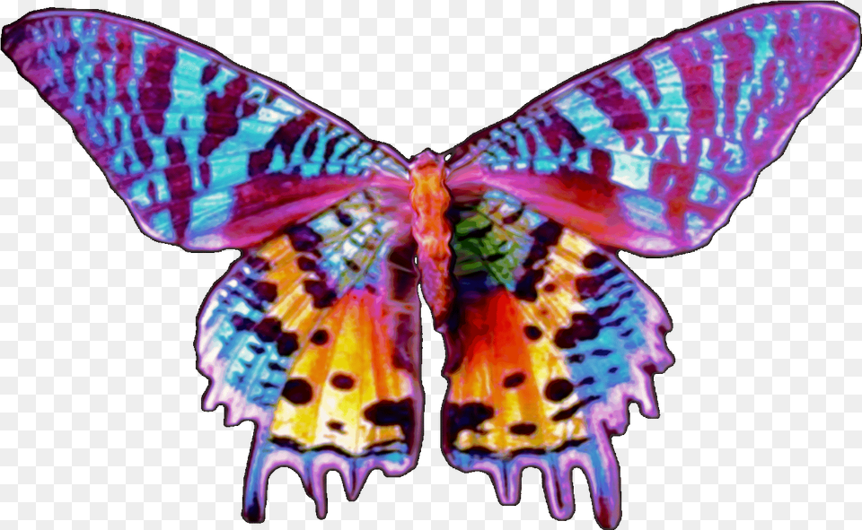Sunset Moth Butterfly, Animal, Insect, Invertebrate, Person Free Png