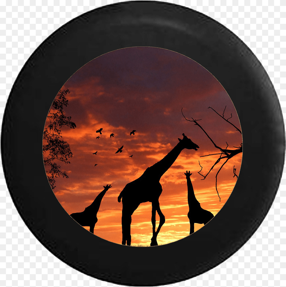 Sunset Sunrise African Safari Sahara Giraffe Sunset, Photography, Animal, Mammal, Wildlife Free Transparent Png