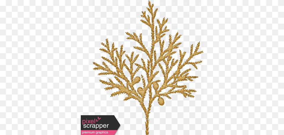 Sunshine And Snow Golden Juniper Fir Branch Cypress Family Illustration, Plant, Pattern, Accessories Free Transparent Png