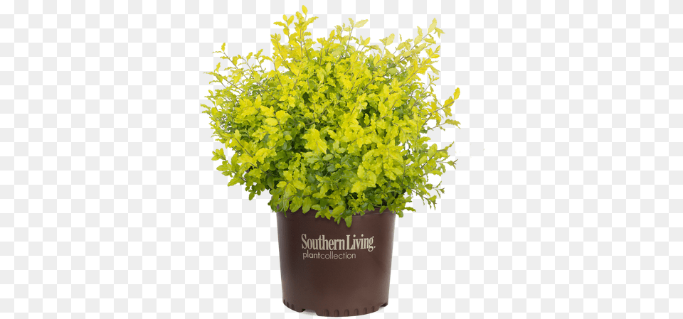 Sunshine Ligustrum Cropped Southern Living Magazine, Plant, Vegetation, Herbs, Leaf Free Png Download