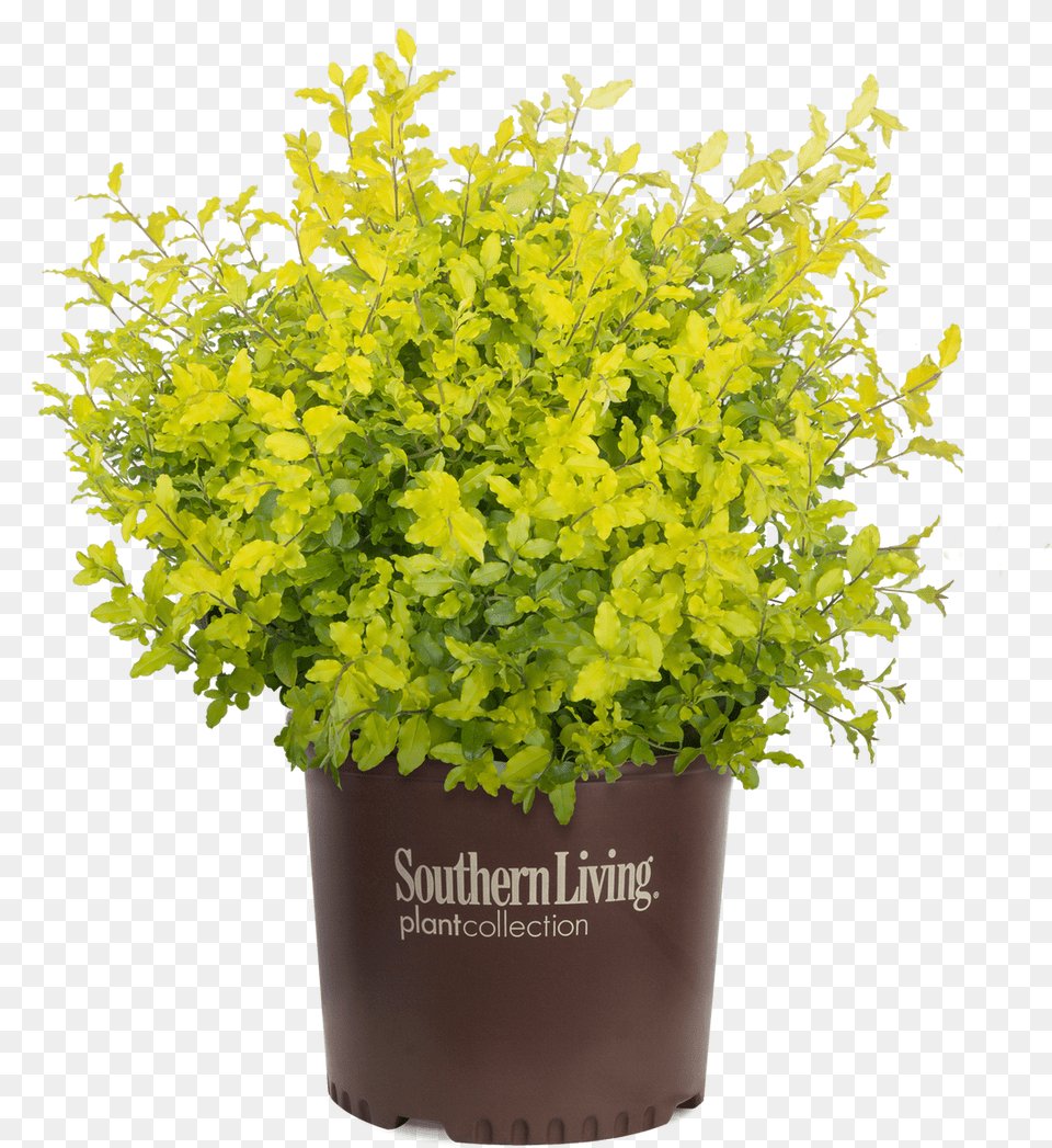 Sunshine Ligustrum In Branded Pot Sunshine Ligustrum, Plant, Vegetation, Herbs, Leaf Free Transparent Png