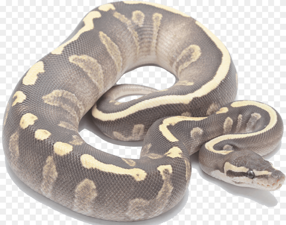 Super Ghi Fire Ball Python, Animal, Reptile, Snake, Rock Python Png
