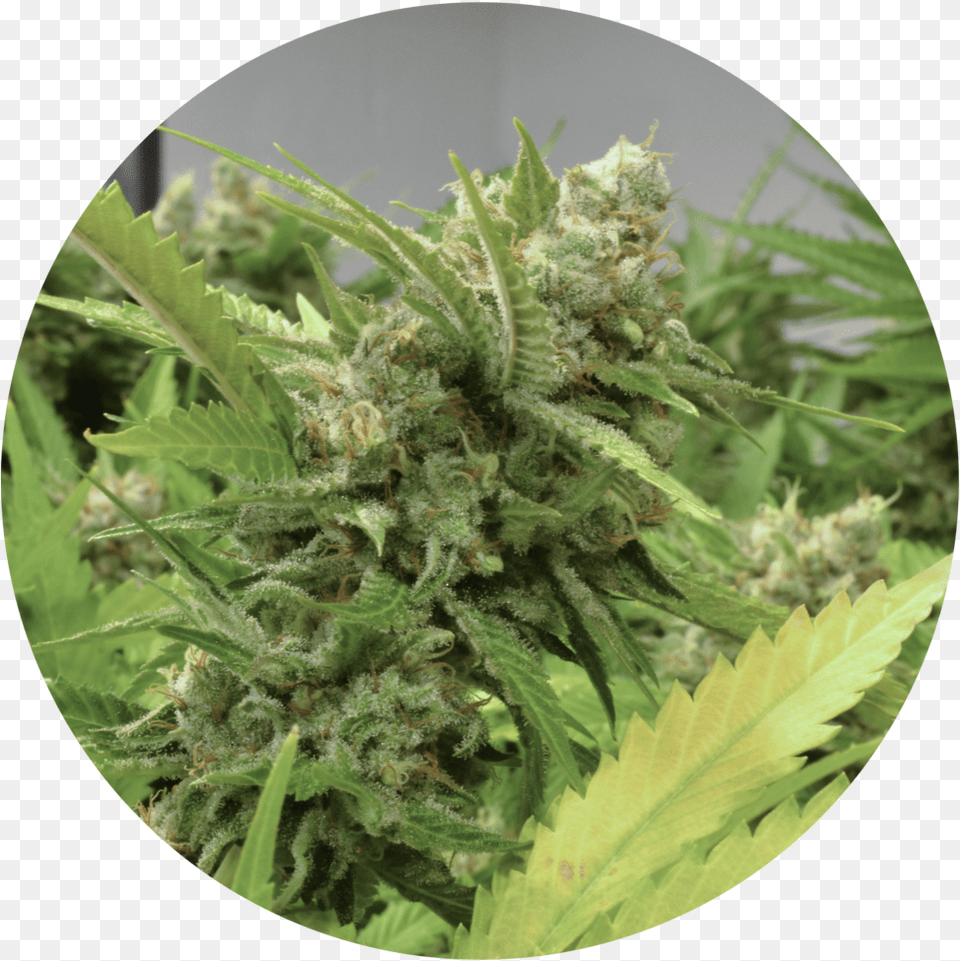 Super Lemon Haze 109 Fern, Plant, Weed, Leaf, Hemp Png Image